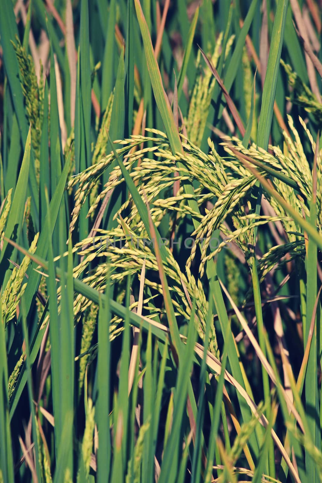 Rice is the seed of the monocot plants Oryza sativa (Asian rice) or Oryza glaberrima (African rice). As a cereal grain, it is the most widely consumed staple food for a large part of the world's human population, especially in Asia.