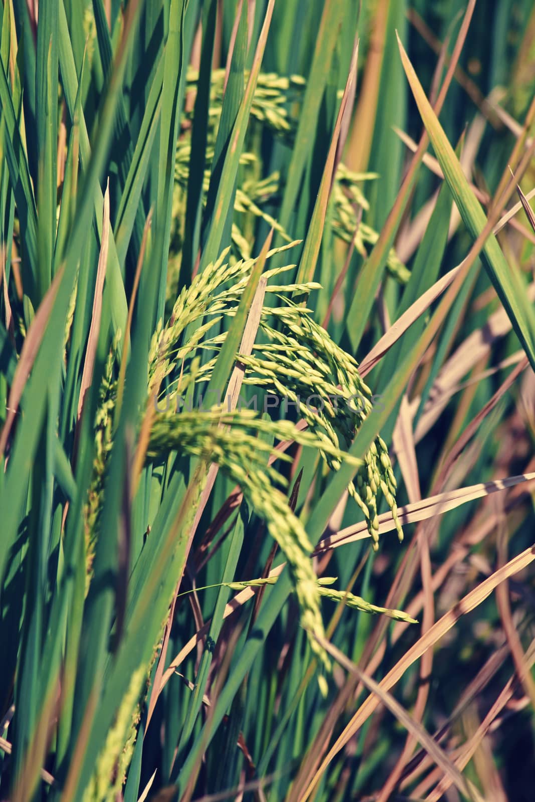 Oryza sativa, Rice Crop by yands