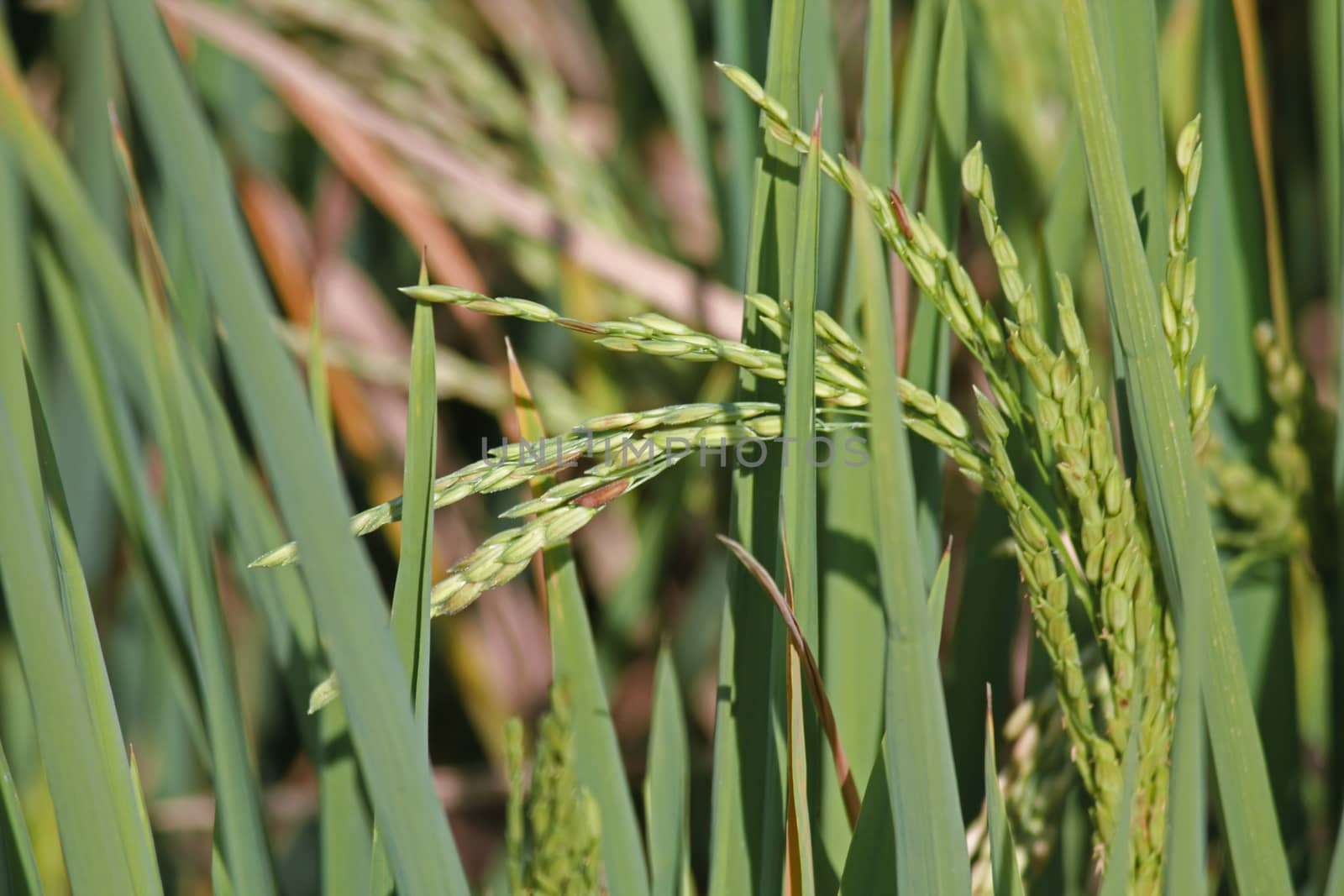 Oryza sativa, Rice Crop by yands