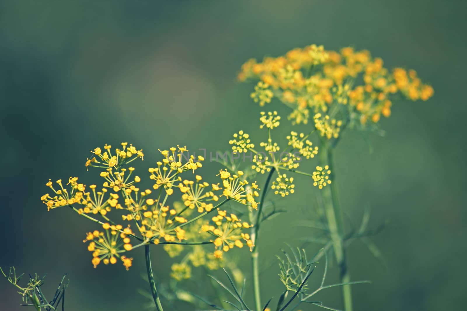 Fennel, Sweet fennel, Florence fennel, Finocchio, Foeniculum vul by yands