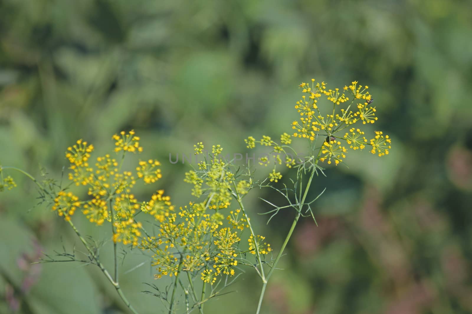 Fennel, Foeniculum vulgare is a flowering plant species in the celery family Apiaceae or Umbelliferae. It is a hardy, perennial herb with yellow flowers and feathery leaves. It is a highly aromatic and flavorful herb with culinary and medicinal uses. Fennel is used as a food plant.