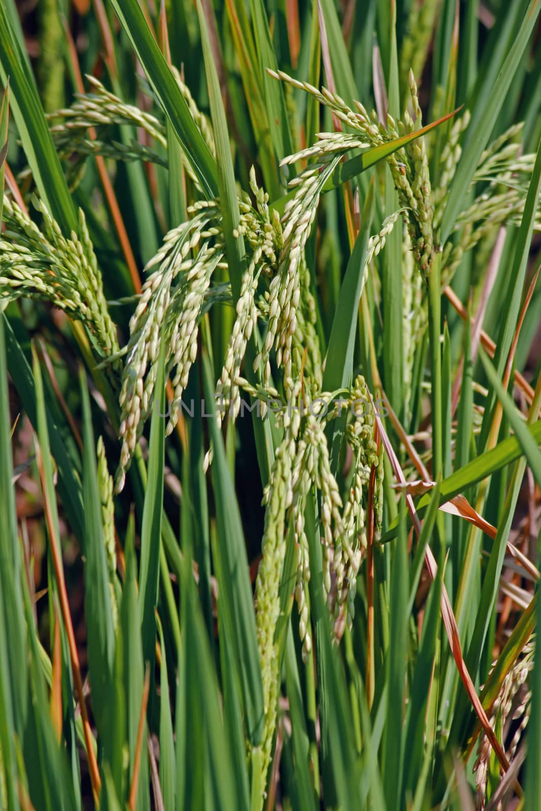 Oryza sativa, Rice Crop by yands