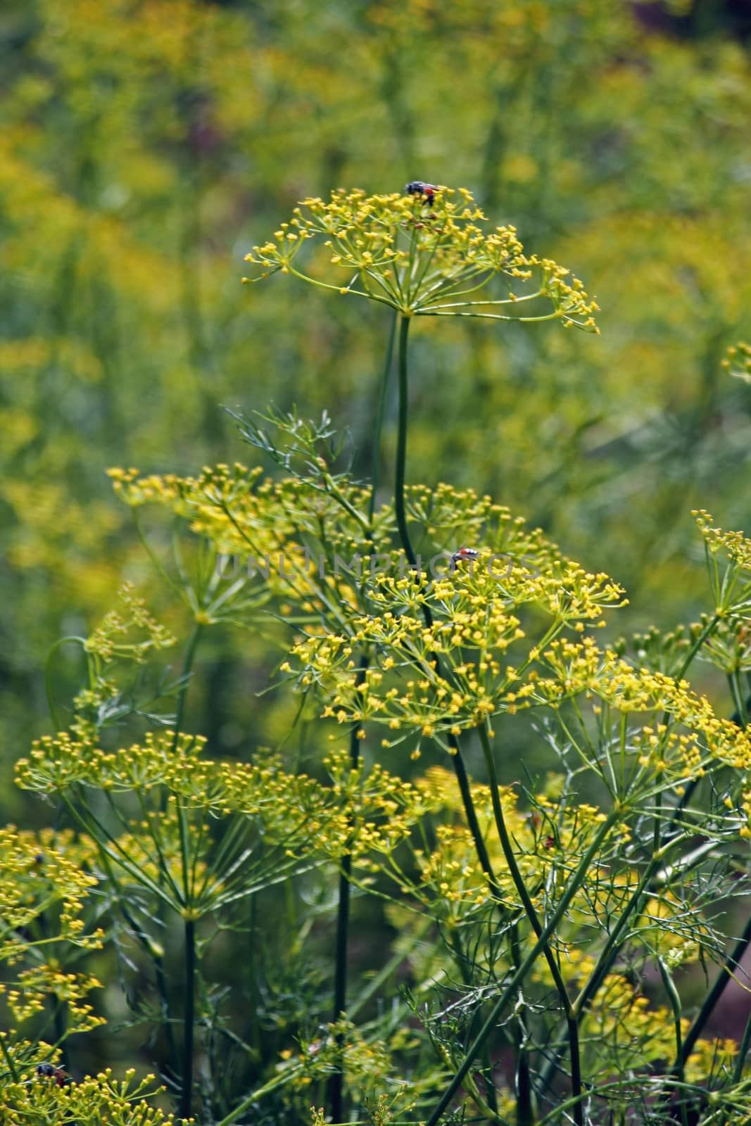 Fennel, Sweet fennel, Florence fennel, Finocchio, Foeniculum vul by yands