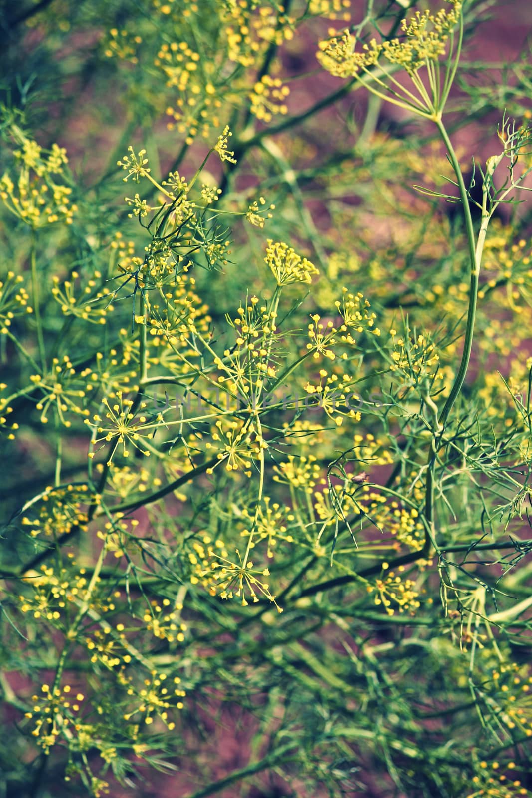 Fennel, Foeniculum vulgare is a flowering plant species in the celery family Apiaceae or Umbelliferae. It is a hardy, perennial herb with yellow flowers and feathery leaves. It is a highly aromatic and flavorful herb with culinary and medicinal uses. Fennel is used as a food plant.
