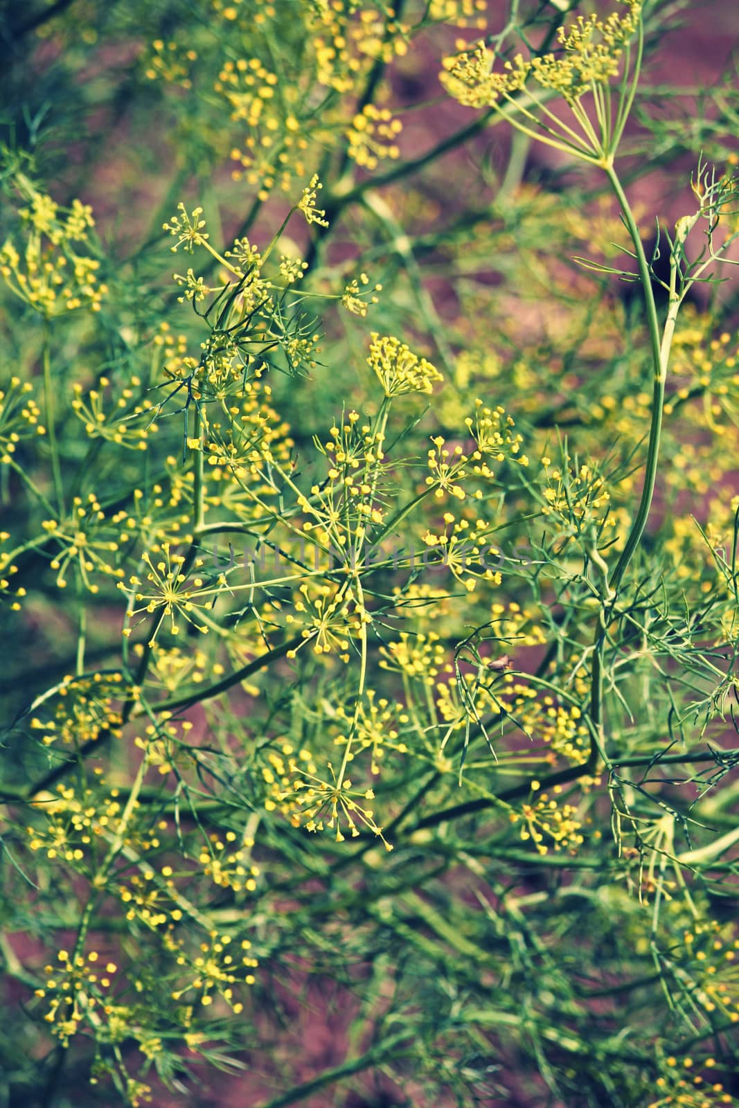 Fennel, Sweet fennel, Florence fennel, Finocchio, Foeniculum vul by yands