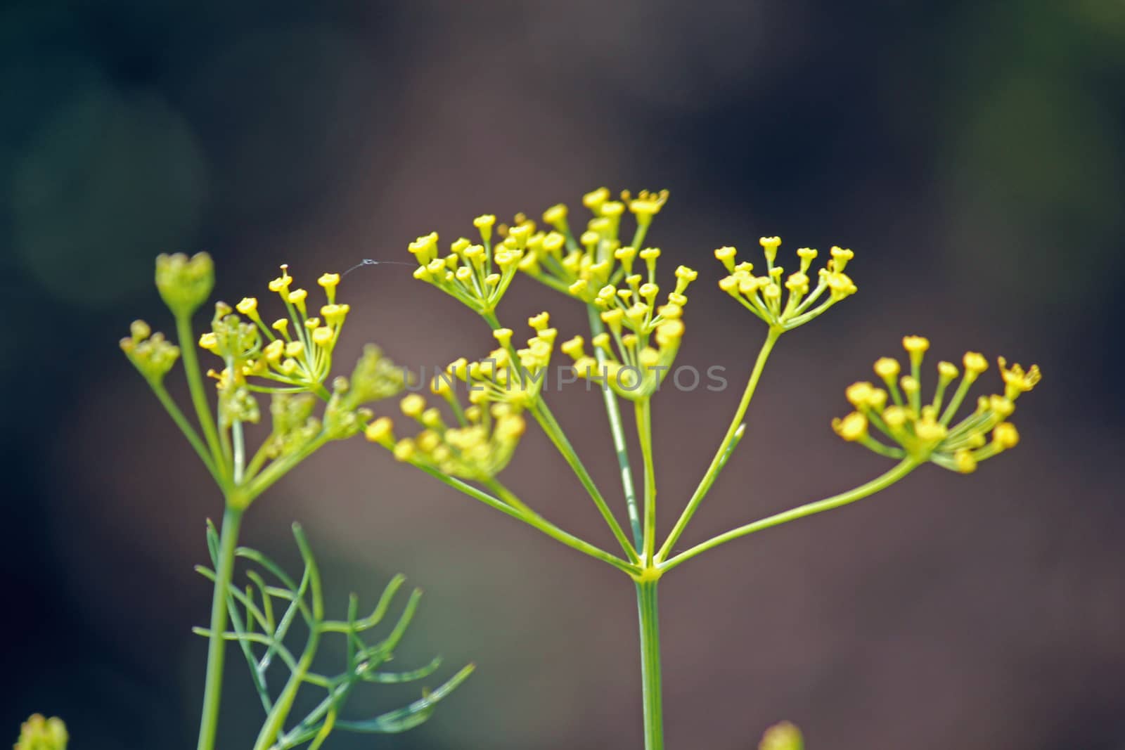 Fennel, Foeniculum vulgare is a flowering plant species in the celery family Apiaceae or Umbelliferae. It is a hardy, perennial herb with yellow flowers and feathery leaves. It is a highly aromatic and flavorful herb with culinary and medicinal uses. Fennel is used as a food plant.