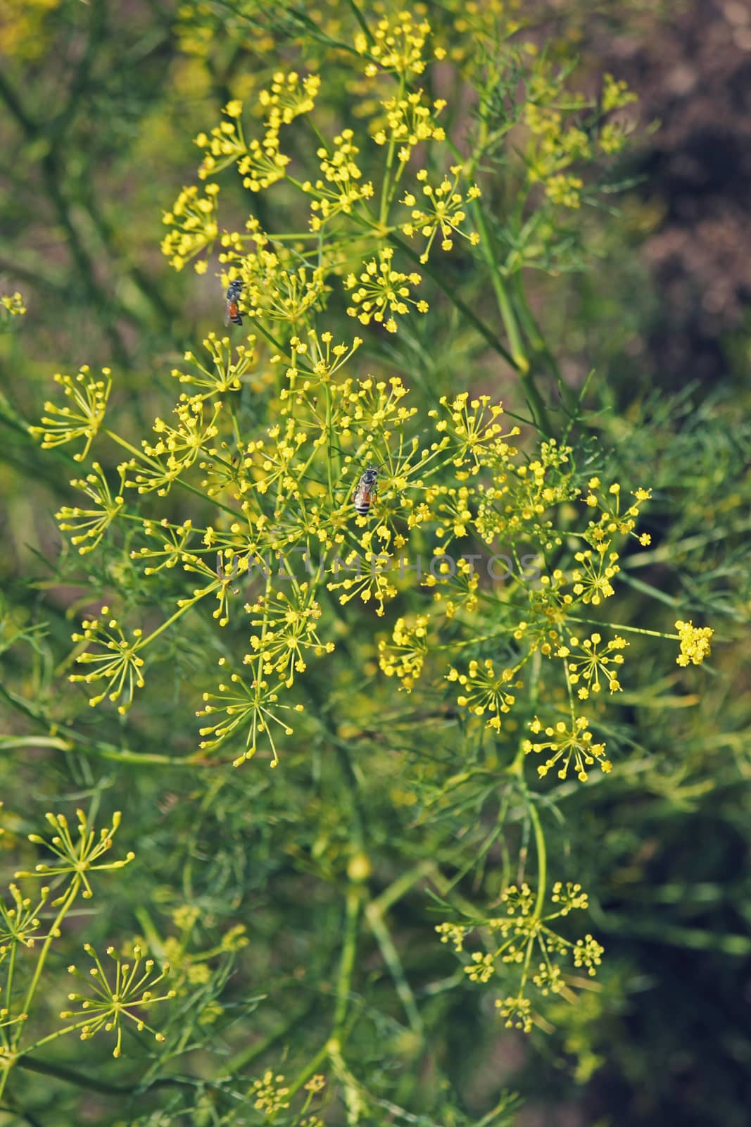 Fennel, Foeniculum vulgare is a flowering plant species in the celery family Apiaceae or Umbelliferae. It is a hardy, perennial herb with yellow flowers and feathery leaves. It is a highly aromatic and flavorful herb with culinary and medicinal uses. Fennel is used as a food plant.