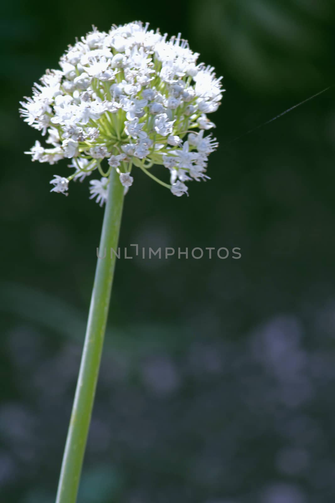 Flower of Onion, Allium cepa. The onion also known as the bulb onion or common onion, is used as a vegetable and is the most widely cultivated species of the genus Allium.