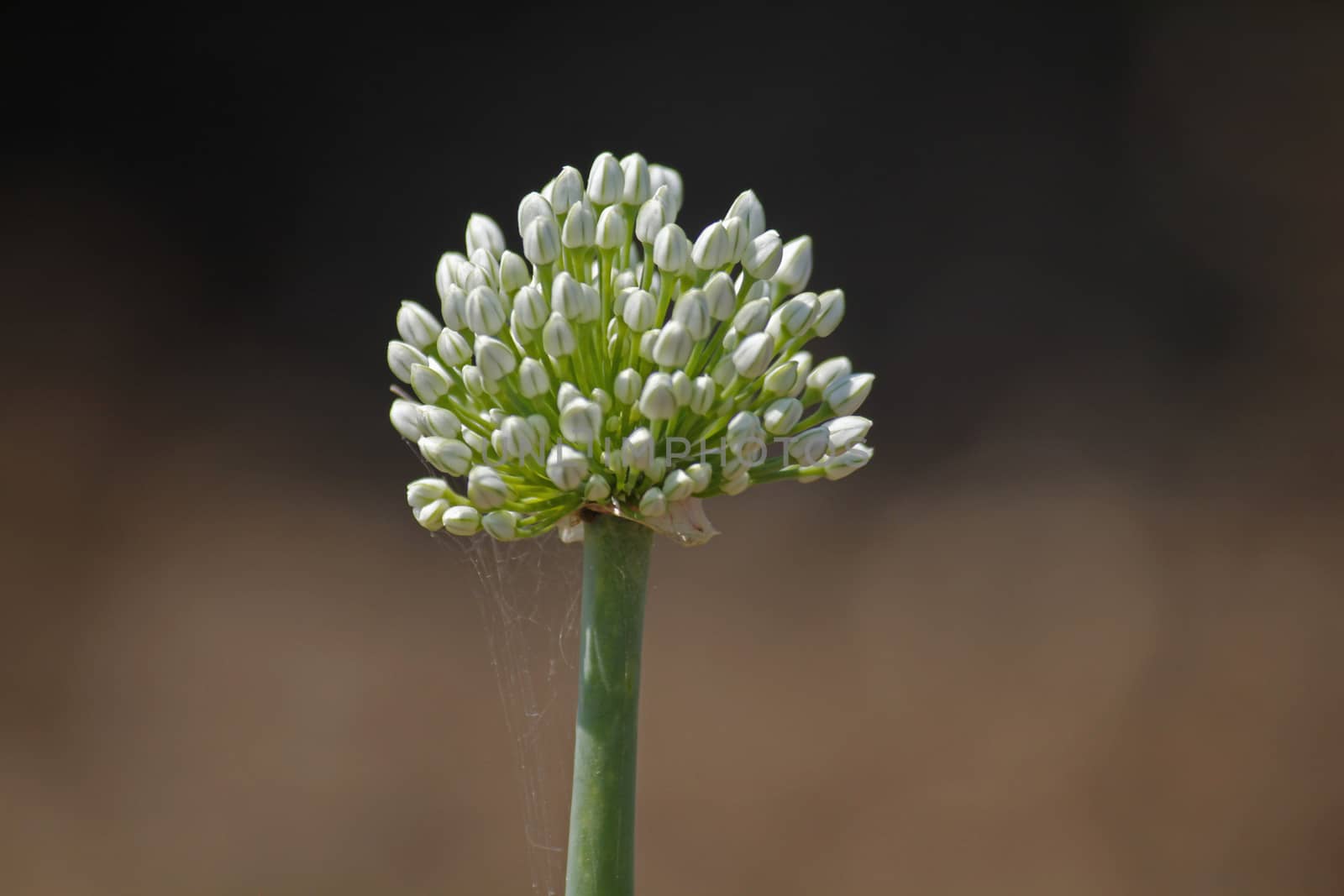 Flower of Onion, Allium cepa. The onion also known as the bulb onion or common onion, is used as a vegetable and is the most widely cultivated species of the genus Allium.