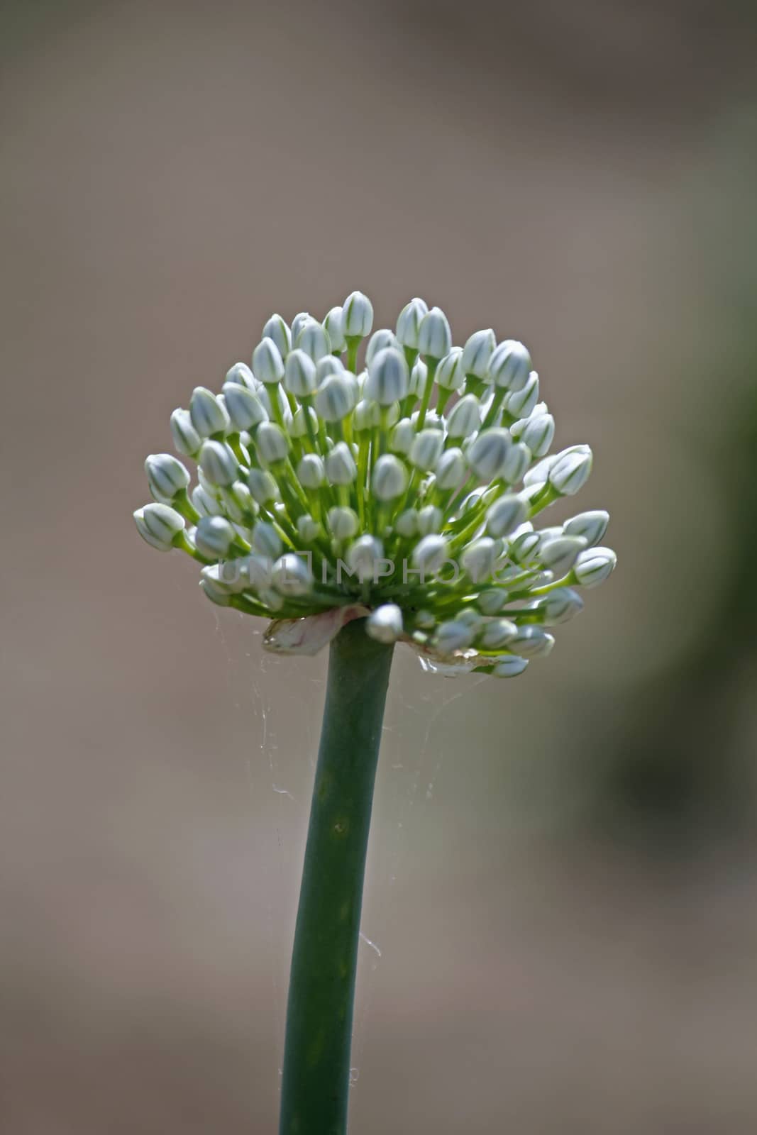 Flower of Onion, Allium cepa by yands