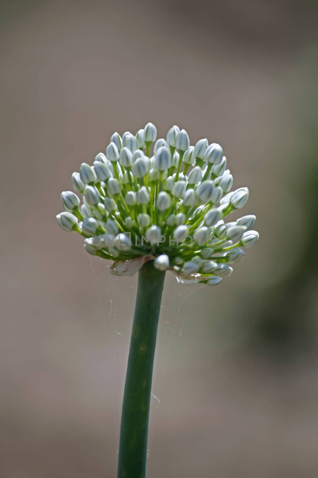 Flower of Onion, Allium cepa. The onion also known as the bulb onion or common onion, is used as a vegetable and is the most widely cultivated species of the genus Allium.