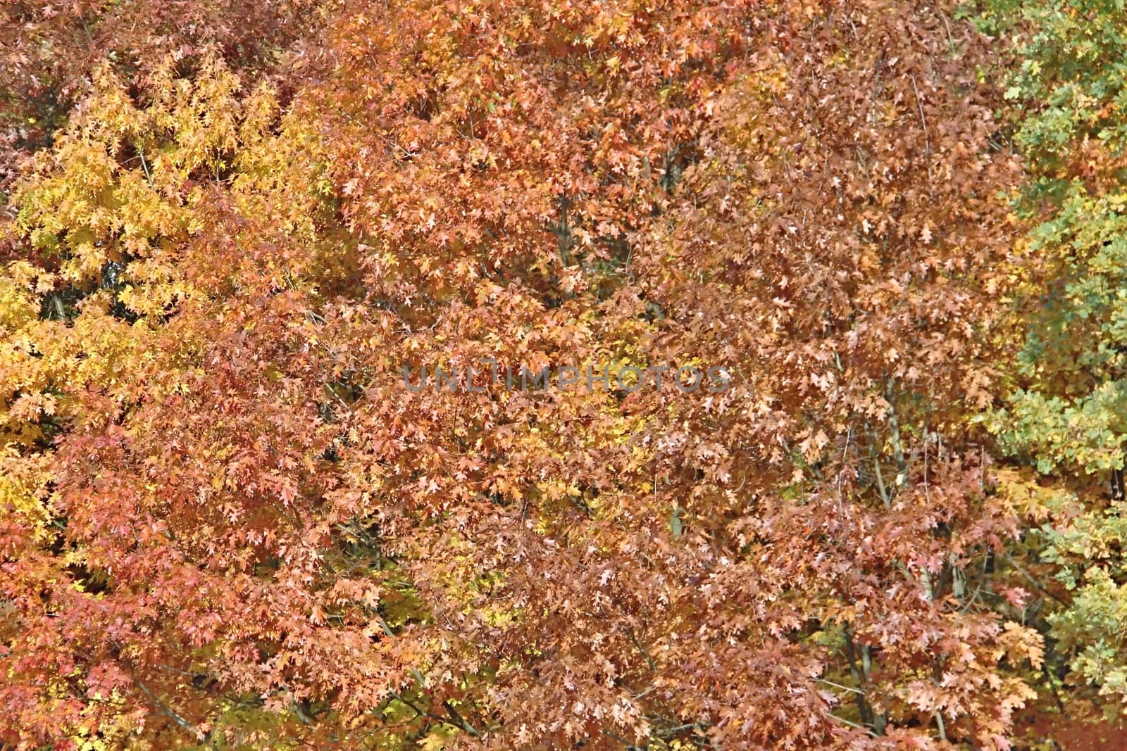 Photo of Autumn Colourful Leafs made in the late autumn.