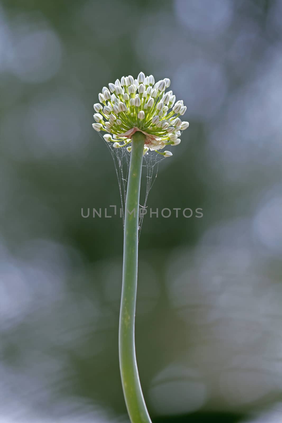 Flower of Onion, Allium cepa. The onion also known as the bulb onion or common onion, is used as a vegetable and is the most widely cultivated species of the genus Allium.