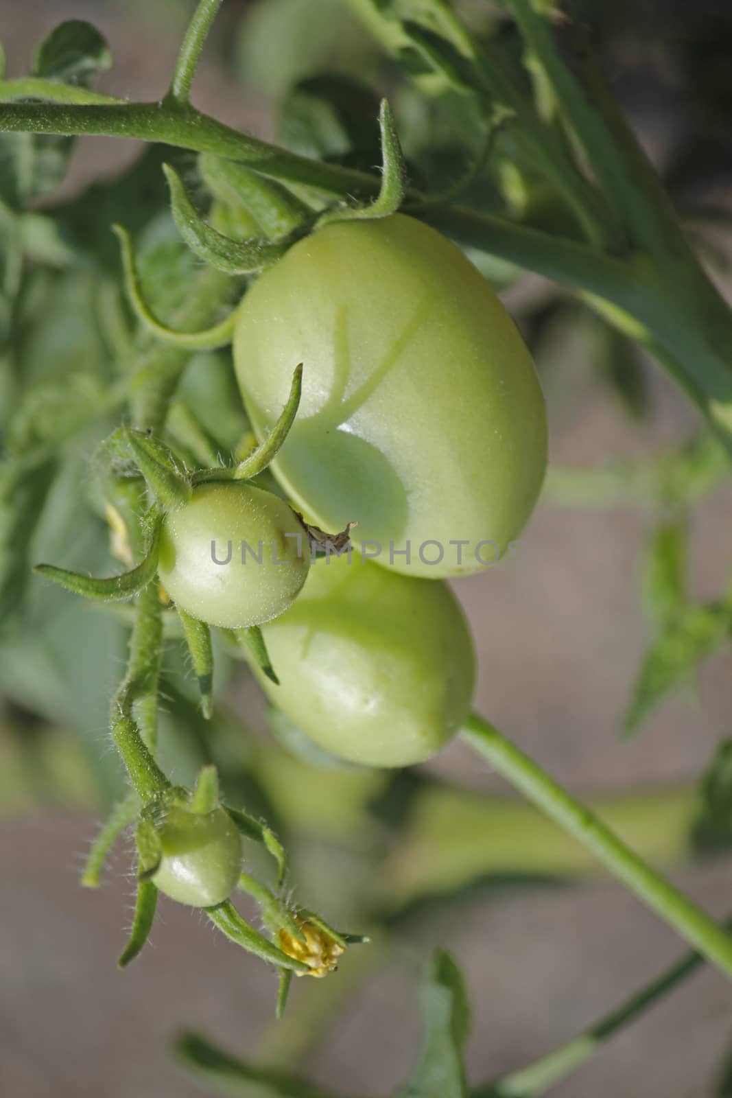 Lycopersicon esculentum, Tomatoes are one of the most common vegetables in India. The red round fruit is eaten raw or cooked. All green parts of the plant are poisonous.