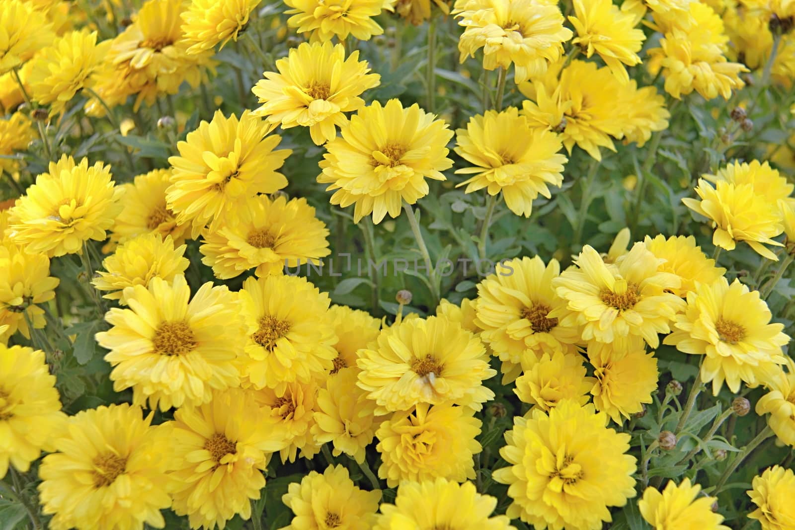 Yellow Flowers by Dermot68