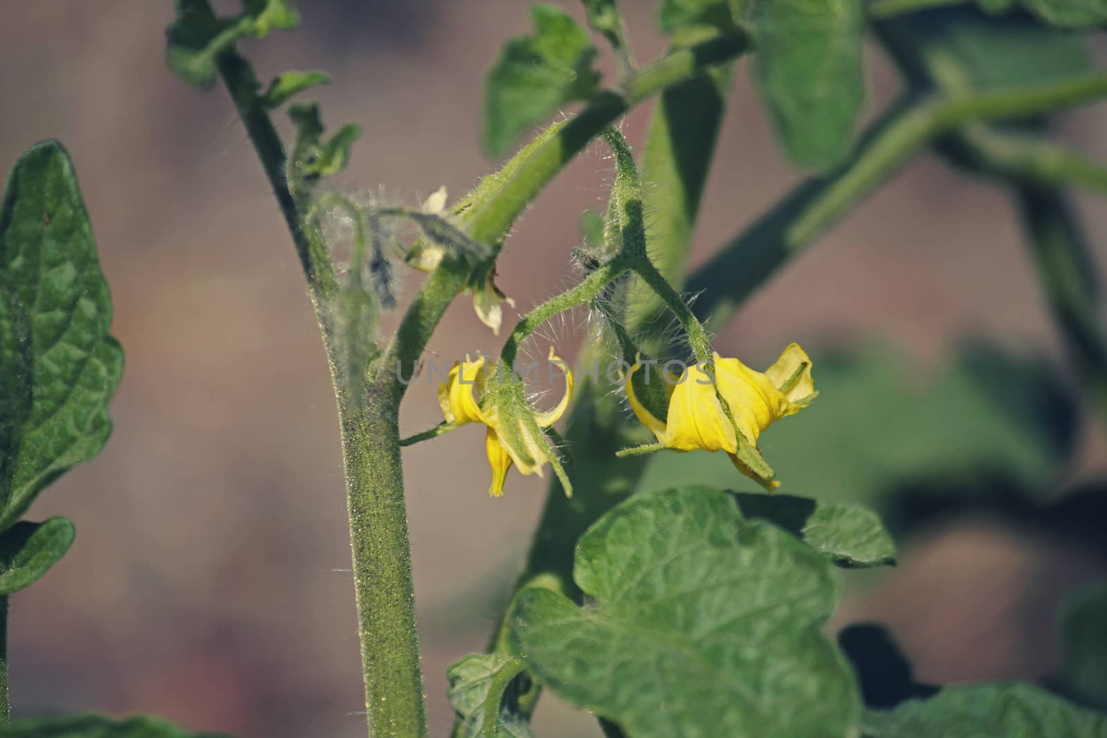 Lycopersicon esculentum, Tomatoes are one of the most common vegetables in India. The red round fruit is eaten raw or cooked. All green parts of the plant are poisonous.