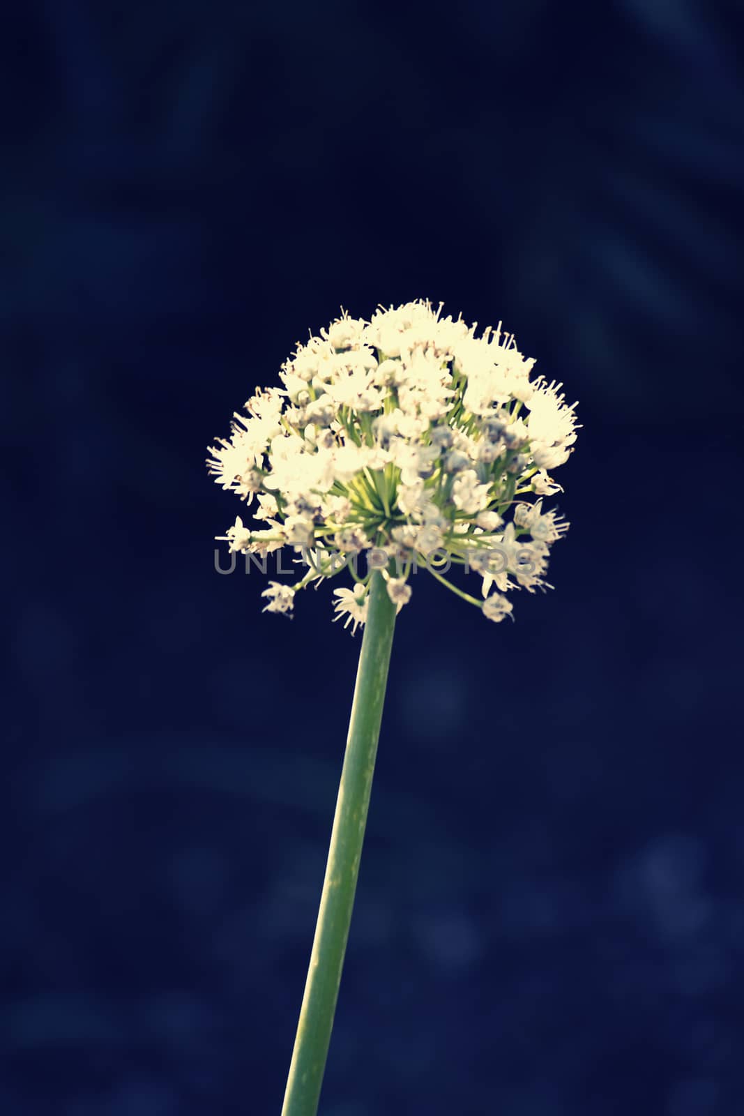 Flower of Onion, Allium cepa by yands