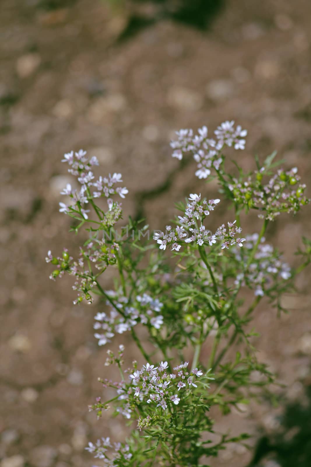 Flowers of Coriander, Coriandrum sativum by yands