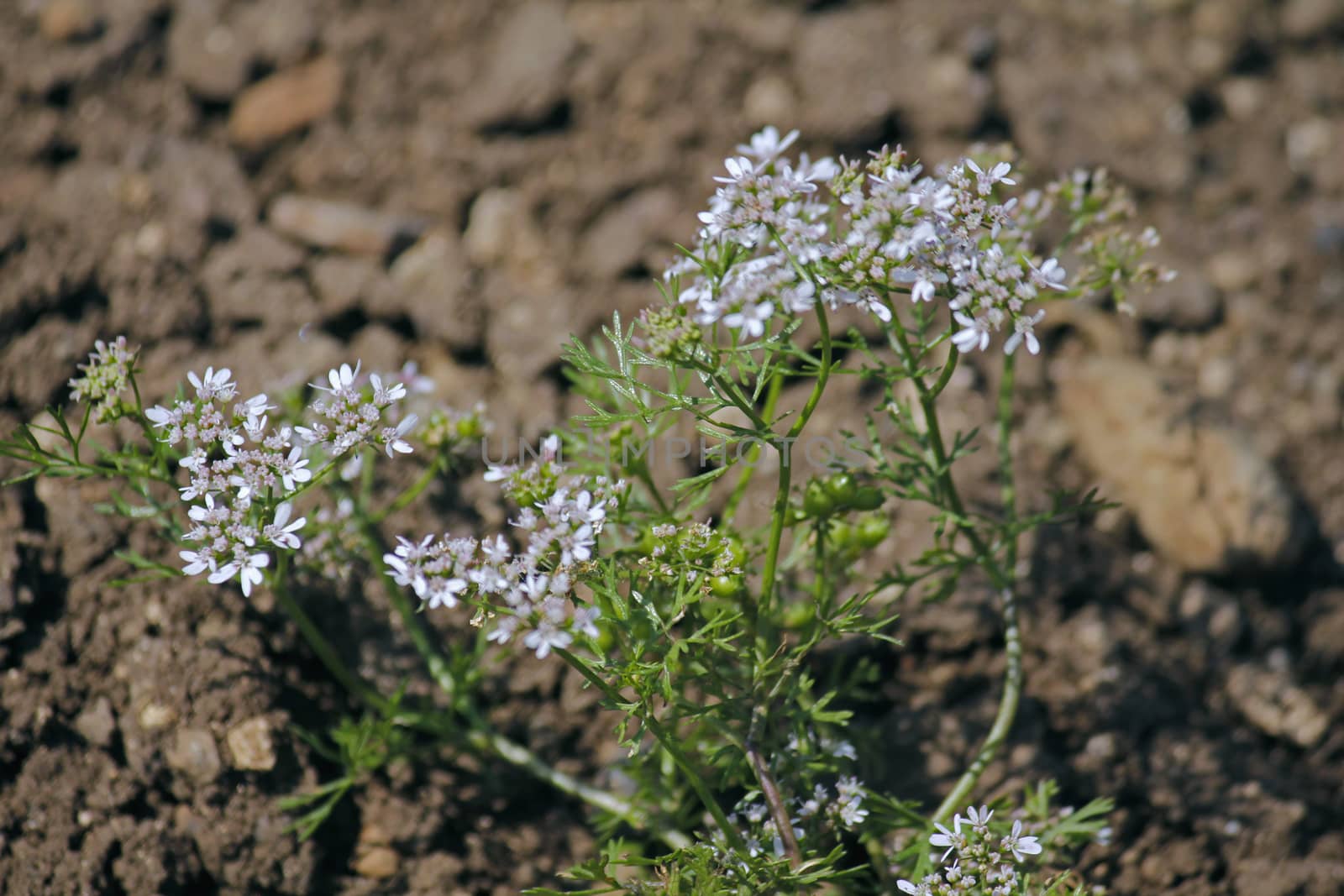 Flowers of Coriander, Coriandrum sativum.