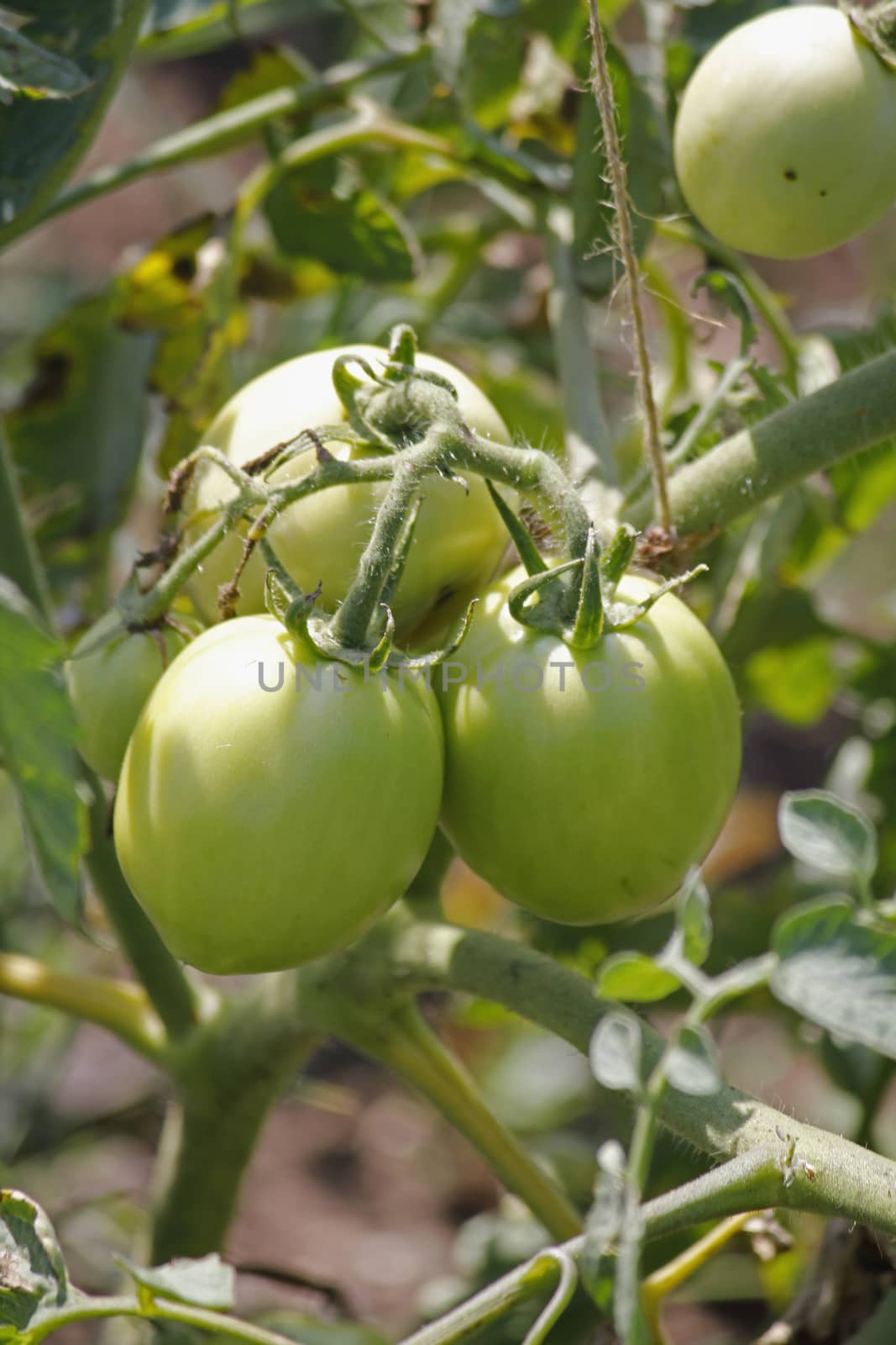 Lycopersicon esculentum, Solanum lycopersicum by yands