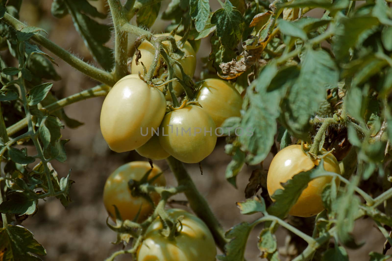 Lycopersicon esculentum, Solanum lycopersicum by yands