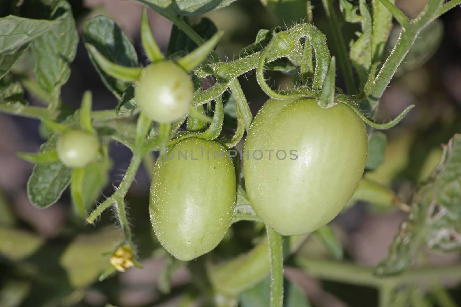 Lycopersicon esculentum, Solanum lycopersicum by yands