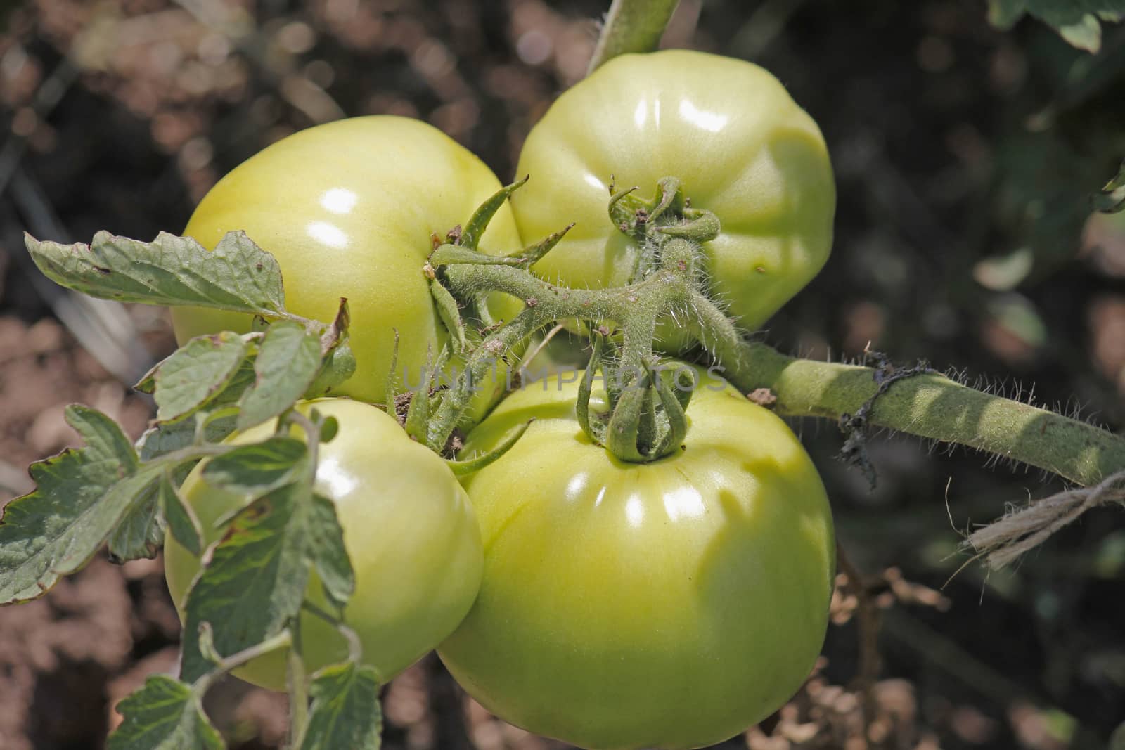 Lycopersicon esculentum, Solanum lycopersicum by yands