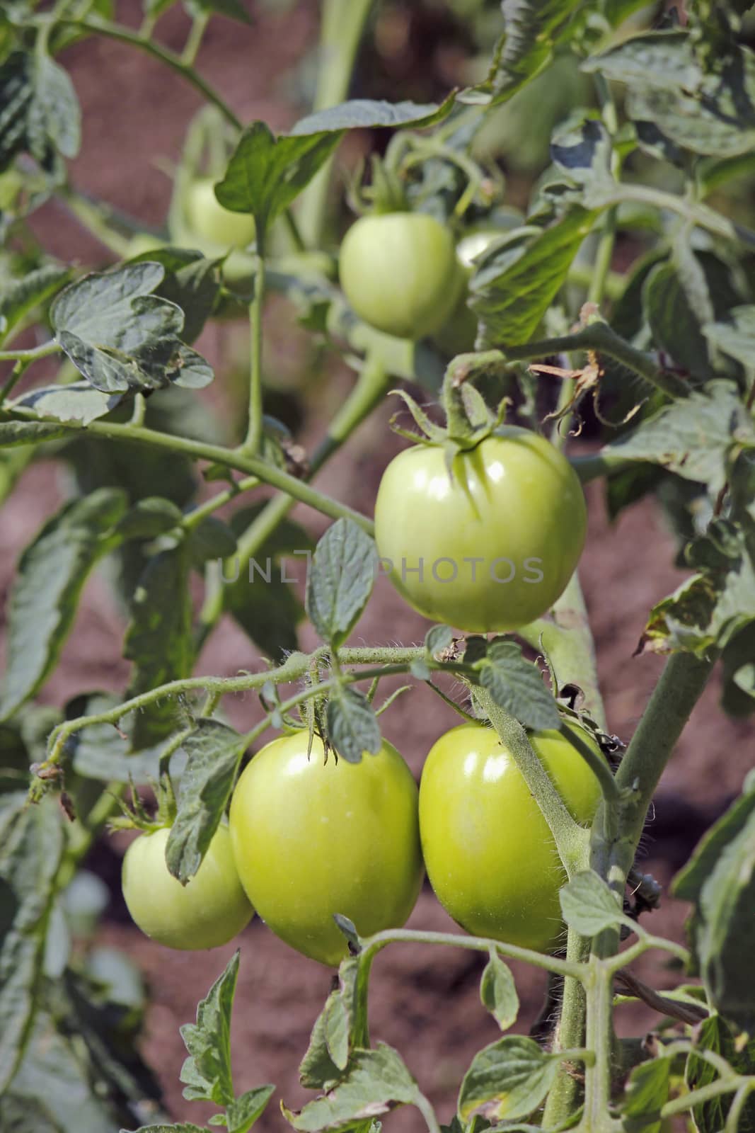 Lycopersicon esculentum, Tomatoes are one of the most common vegetables in India. The red round fruit is eaten raw or cooked. All green parts of the plant are poisonous.