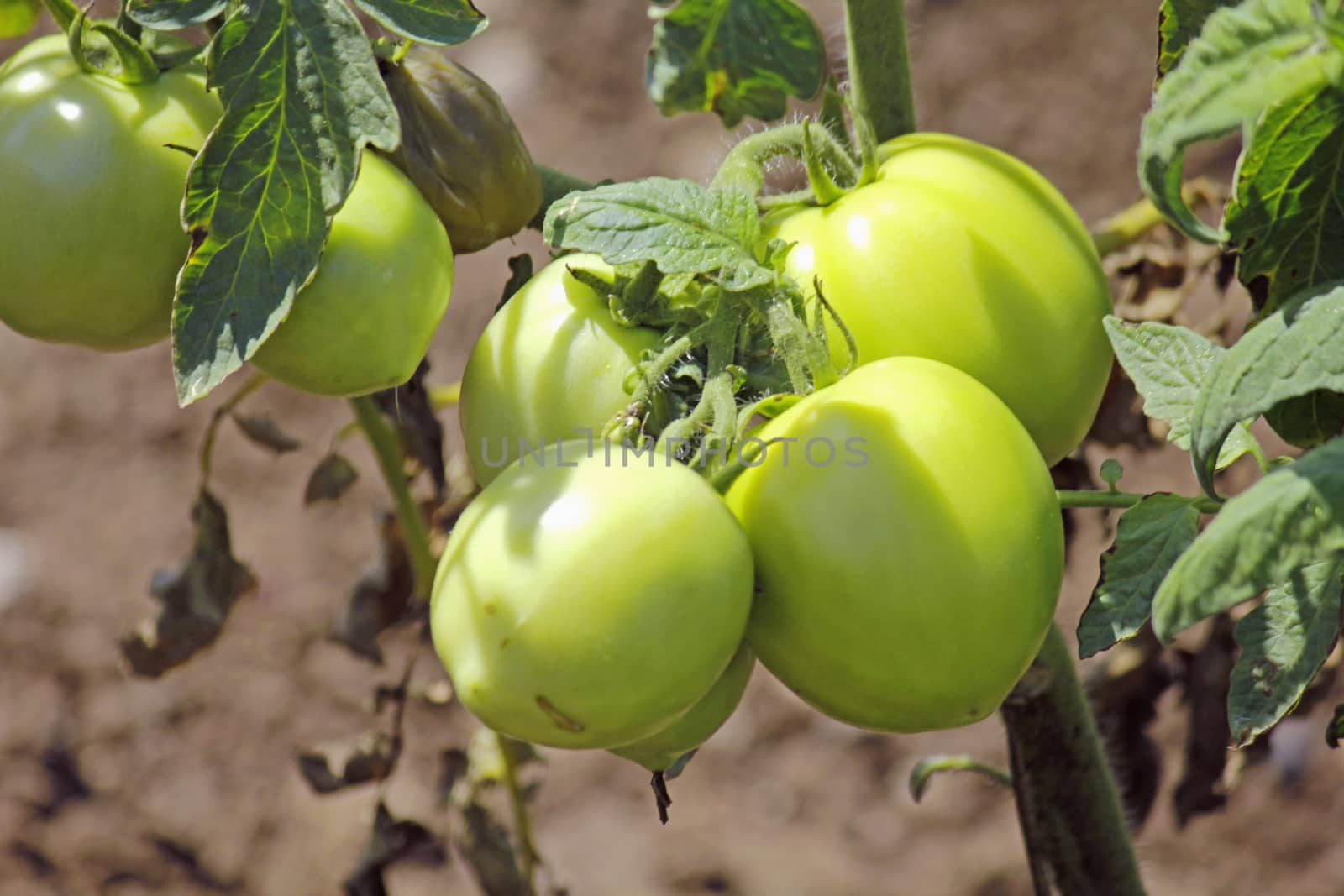 Lycopersicon esculentum, Tomatoes are one of the most common vegetables in India. The red round fruit is eaten raw or cooked. All green parts of the plant are poisonous.