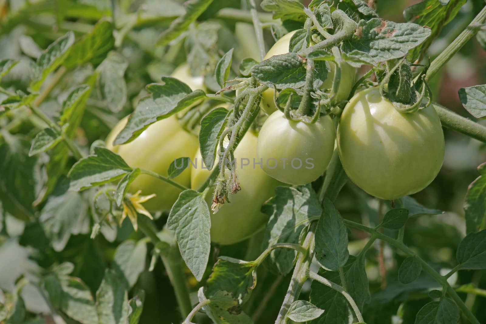 Lycopersicon esculentum, Tomatoes are one of the most common vegetables in India. The red round fruit is eaten raw or cooked. All green parts of the plant are poisonous.