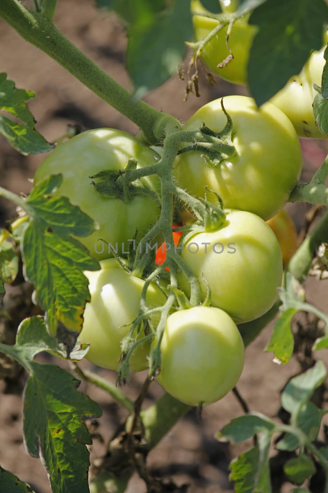 Lycopersicon esculentum, Tomatoes are one of the most common vegetables in India. The red round fruit is eaten raw or cooked. All green parts of the plant are poisonous.