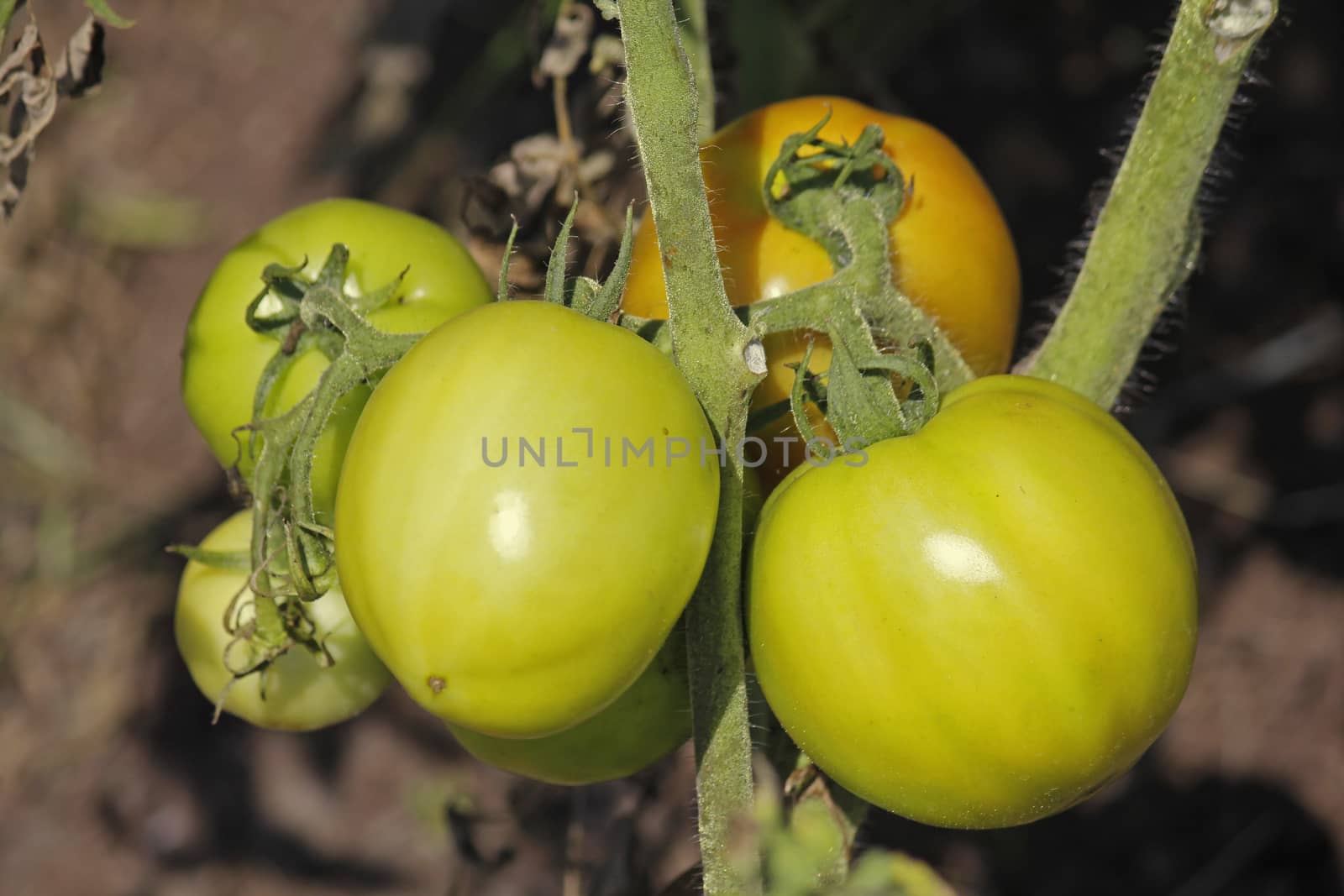 Lycopersicon esculentum, Tomatoes are one of the most common vegetables in India. The red round fruit is eaten raw or cooked. All green parts of the plant are poisonous.