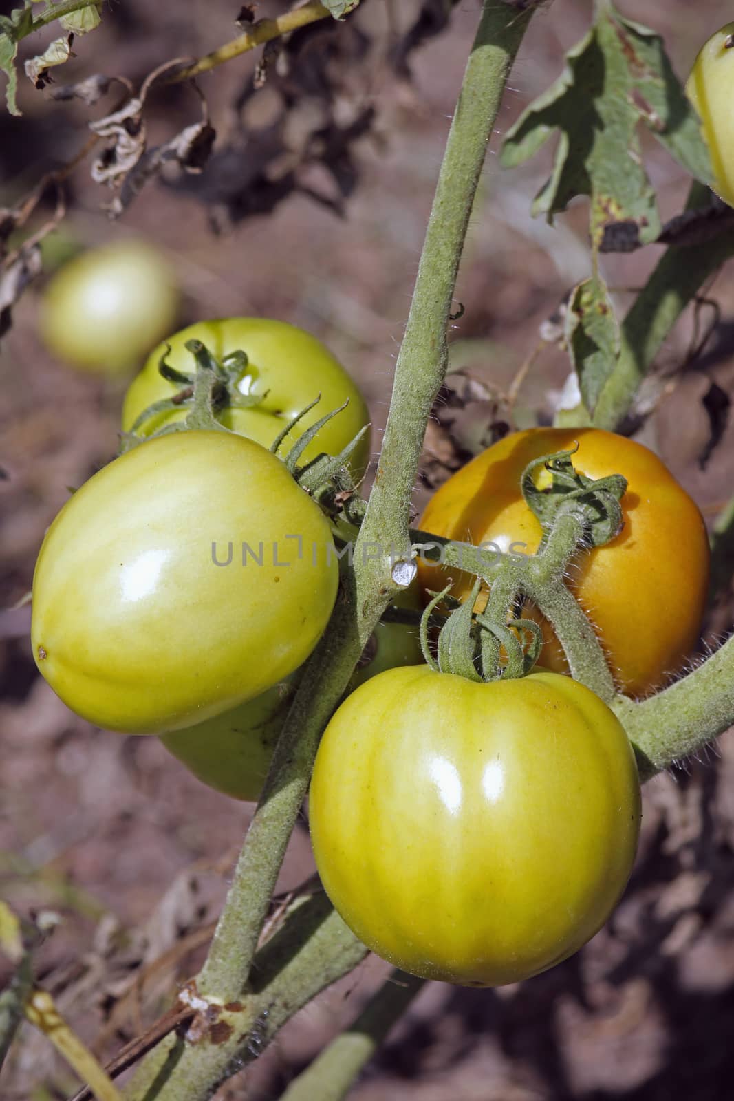 Lycopersicon esculentum, Solanum lycopersicum by yands