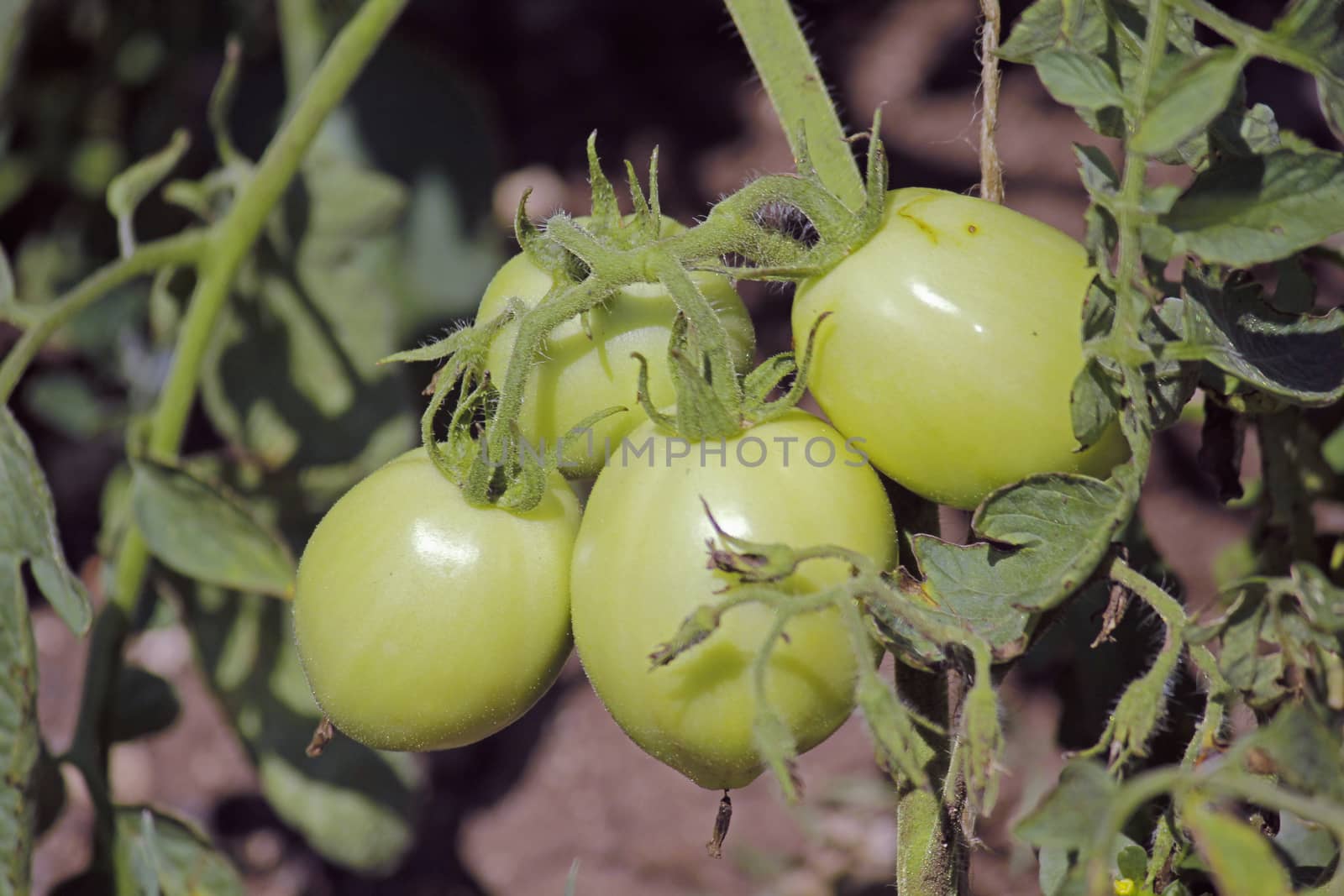 Lycopersicon esculentum, Solanum lycopersicum by yands