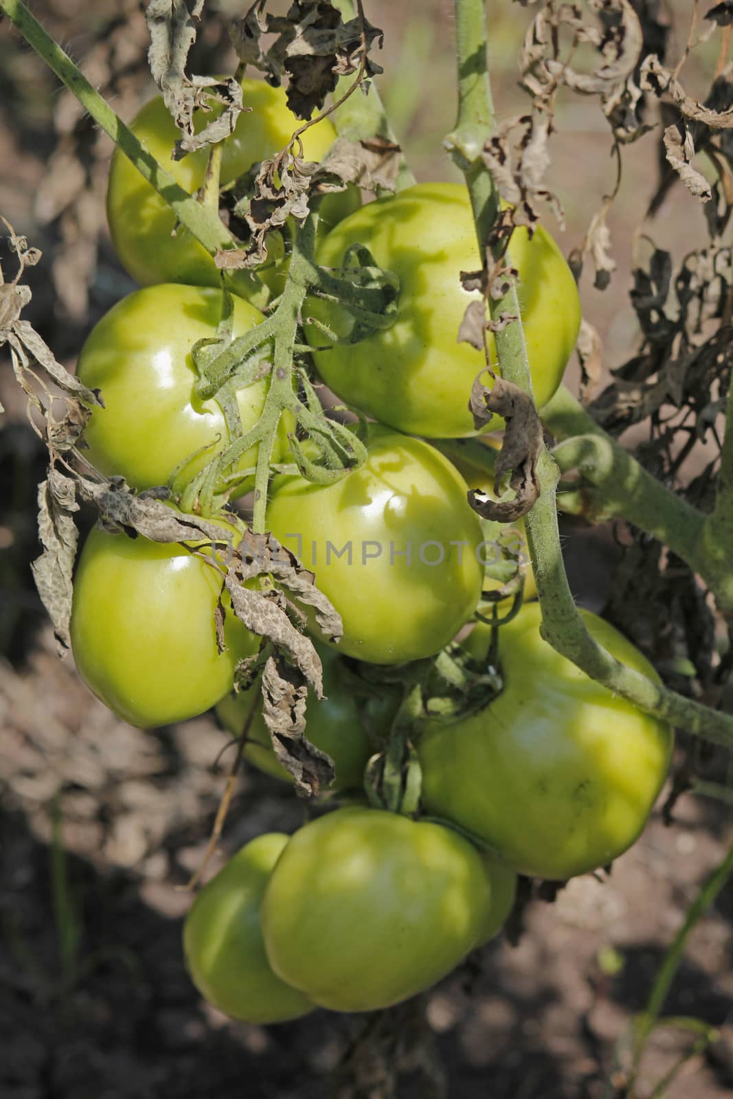 Lycopersicon esculentum, Solanum lycopersicum by yands