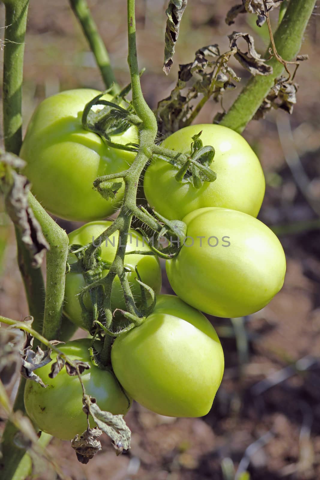 Lycopersicon esculentum, Tomatoes are one of the most common vegetables in India. The red round fruit is eaten raw or cooked. All green parts of the plant are poisonous.