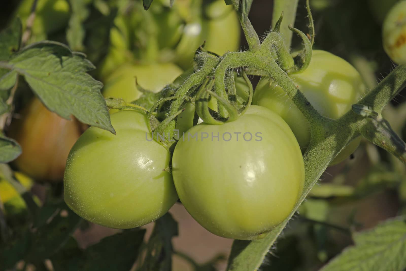 Lycopersicon esculentum, Tomatoes are one of the most common vegetables in India. The red round fruit is eaten raw or cooked. All green parts of the plant are poisonous.