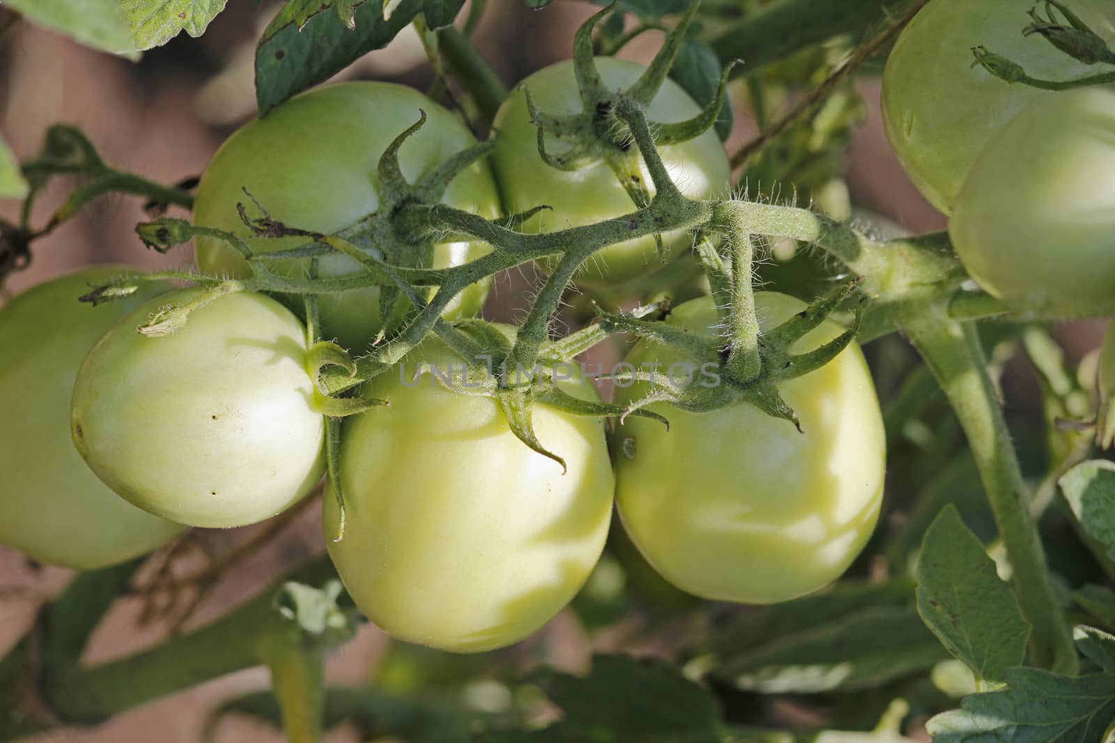 Lycopersicon esculentum, Tomatoes are one of the most common vegetables in India. The red round fruit is eaten raw or cooked. All green parts of the plant are poisonous.