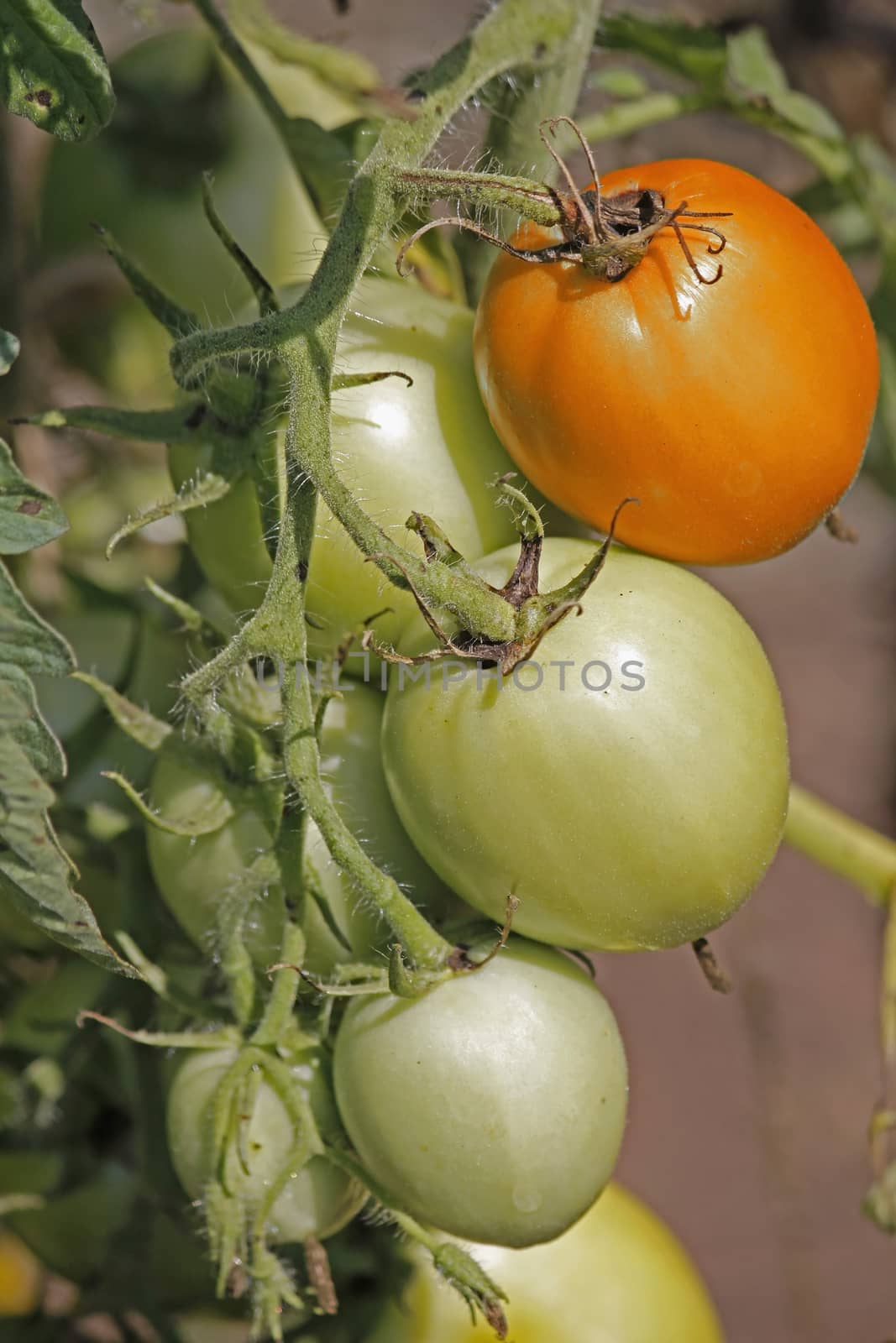 Lycopersicon esculentum, Tomatoes are one of the most common vegetables in India. The red round fruit is eaten raw or cooked. All green parts of the plant are poisonous.