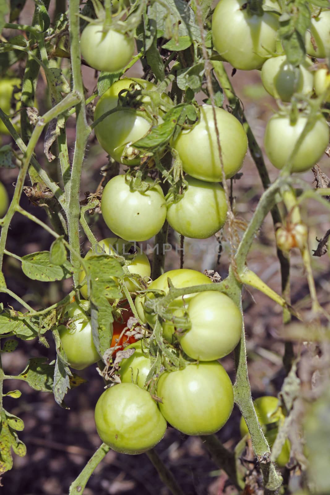 Lycopersicon esculentum, Solanum lycopersicum by yands