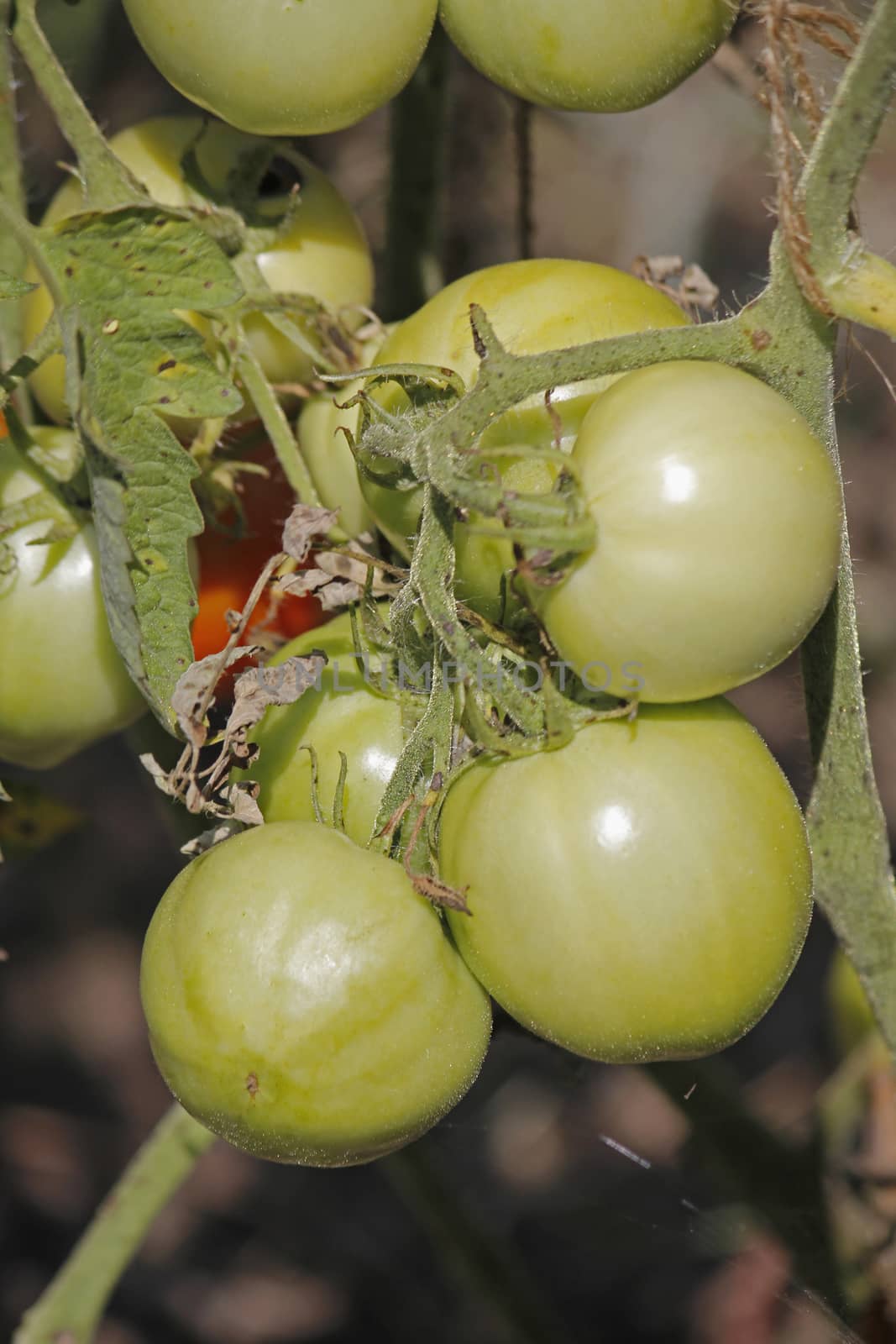 Lycopersicon esculentum, Solanum lycopersicum by yands