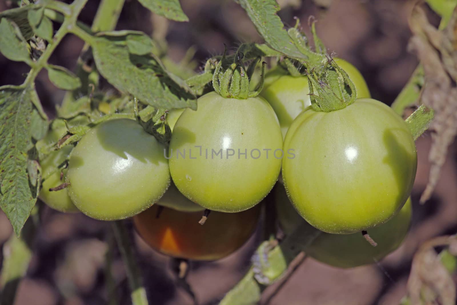 Lycopersicon esculentum, Tomatoes are one of the most common vegetables in India. The red round fruit is eaten raw or cooked. All green parts of the plant are poisonous.