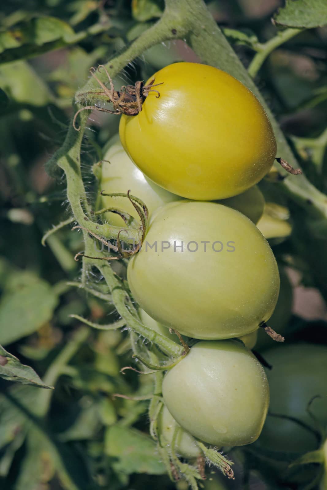 Lycopersicon esculentum, Solanum lycopersicum by yands