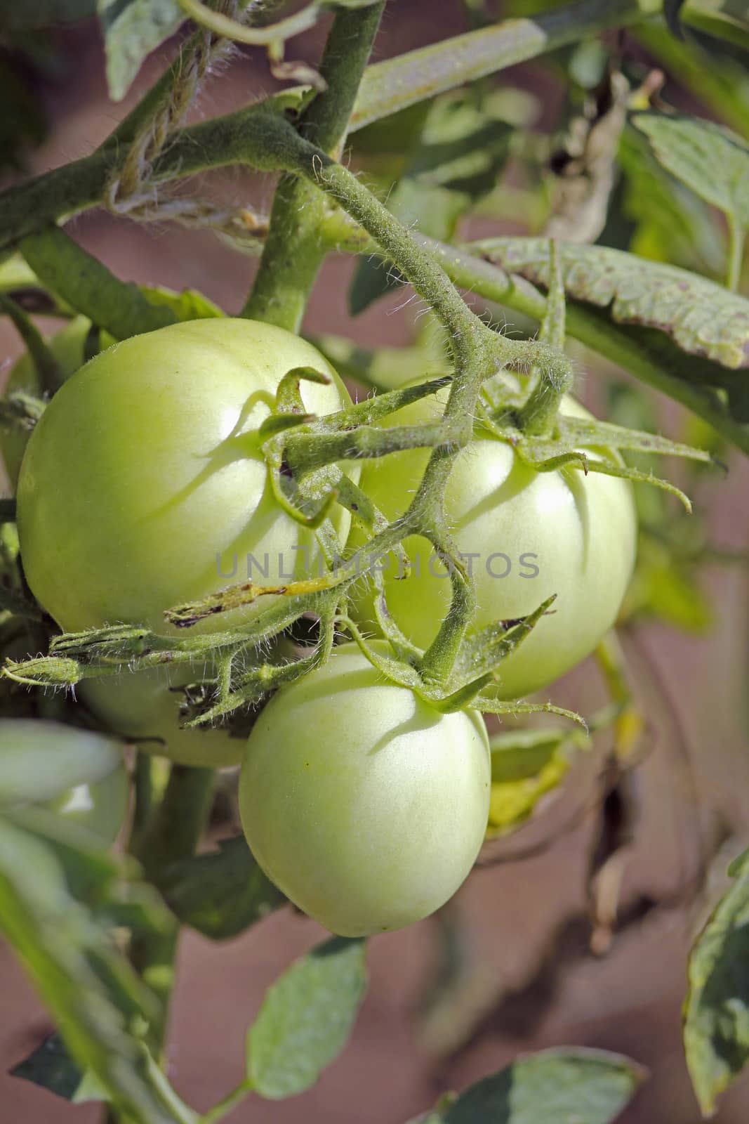 Lycopersicon esculentum, Solanum lycopersicum by yands