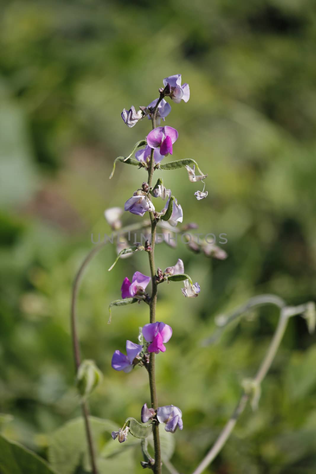 Flowers of Lablab purpureus. It is a species of bean in the family Fabaceae