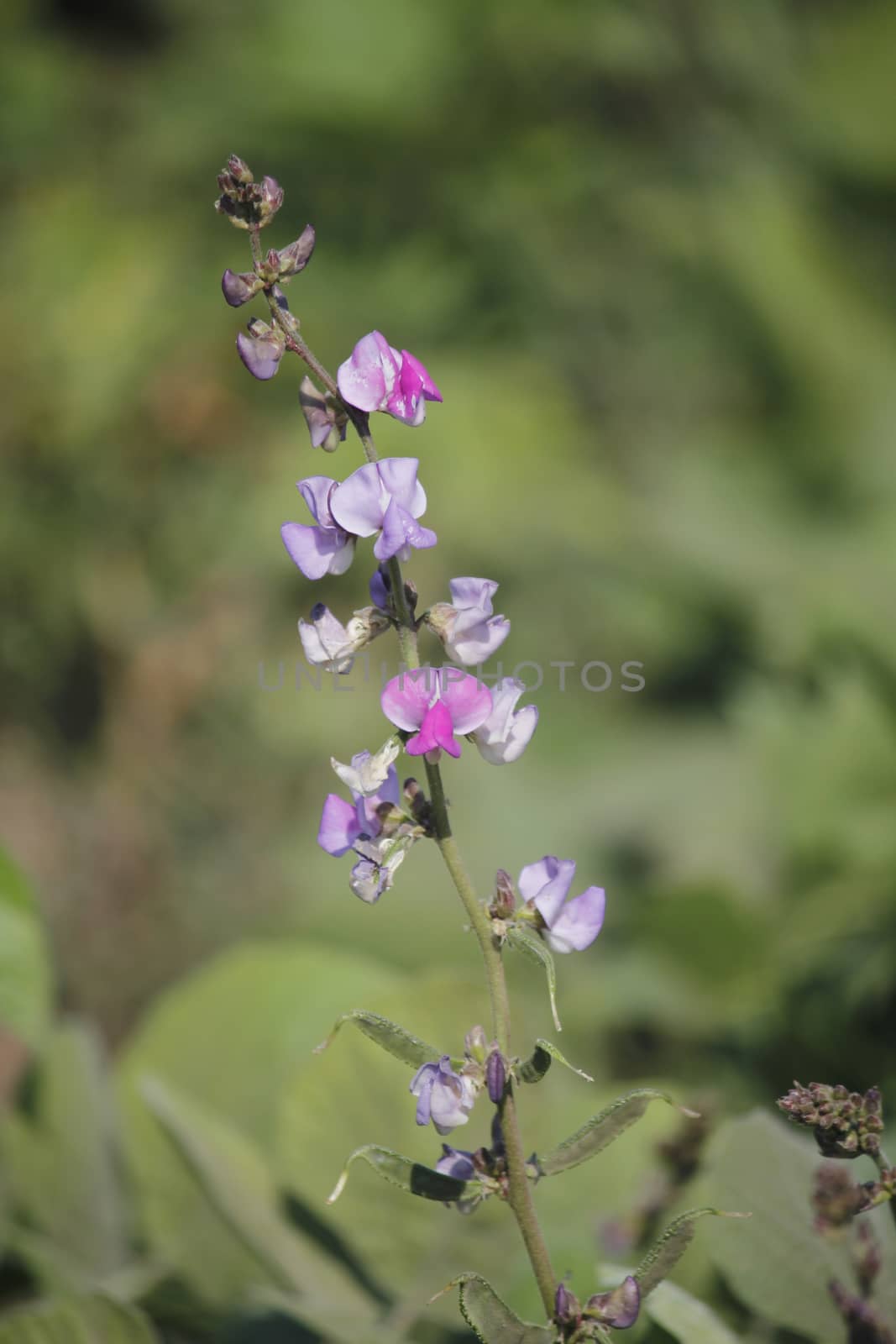 Flowers of Lablab purpureus. It is a species of bean in the family Fabaceae