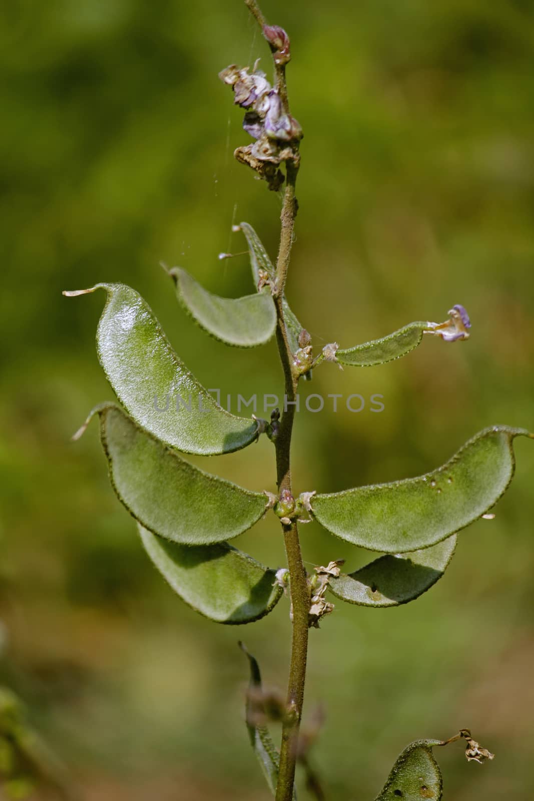 Pods of Lablab purpureus. It is a species of bean in the family Fabaceae