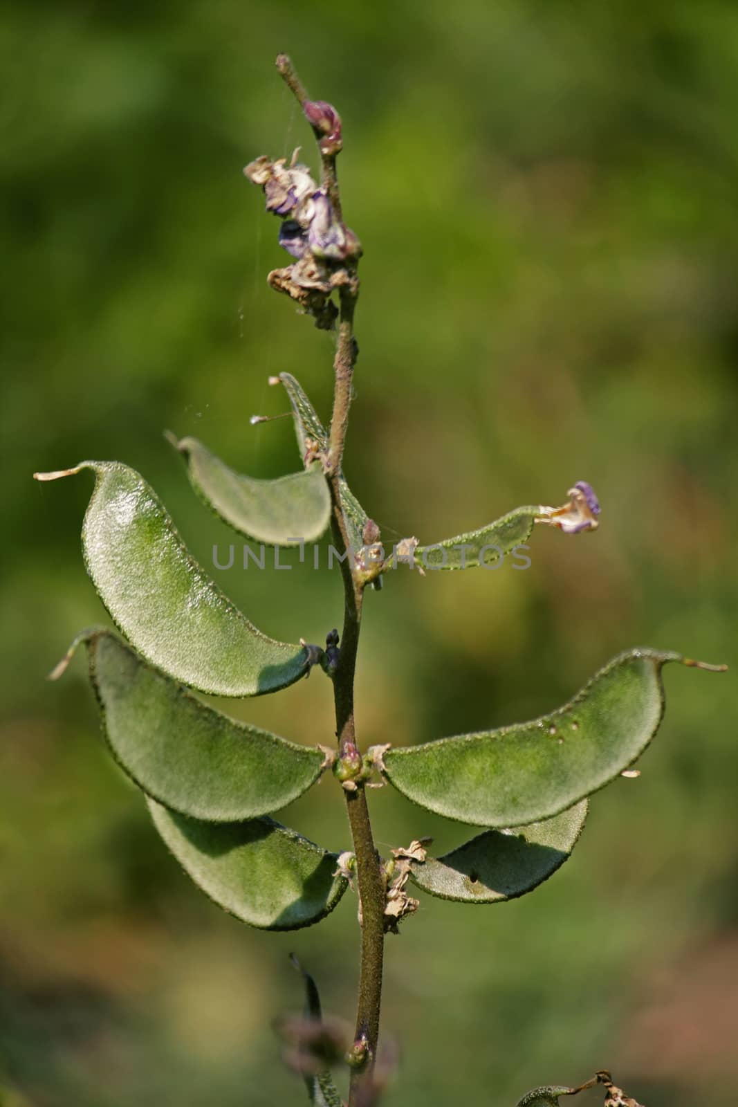 Pods of Lablab purpureus. It is a species of bean in the family Fabaceae