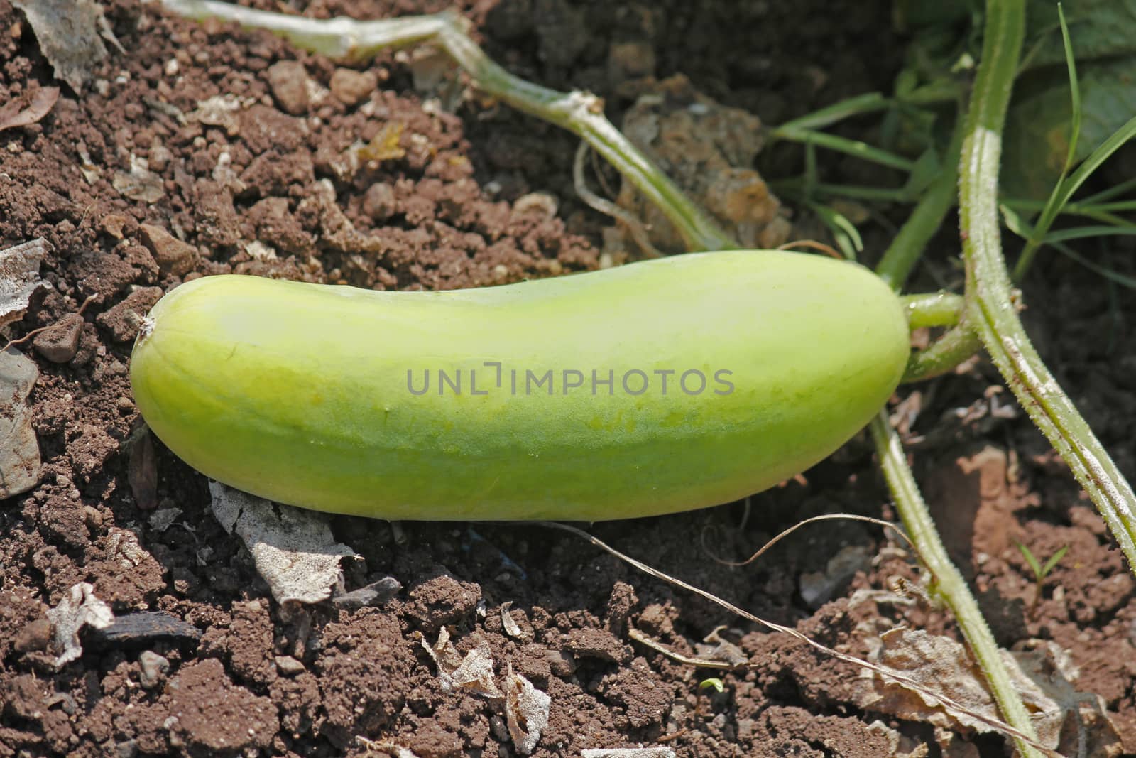 Cucumber, Cucumis sativus  is a widely cultivated plant in the gourd family Cucurbitaceae. It is a creeping vine that bears cylindrical fruits that are used as culinary vegetables