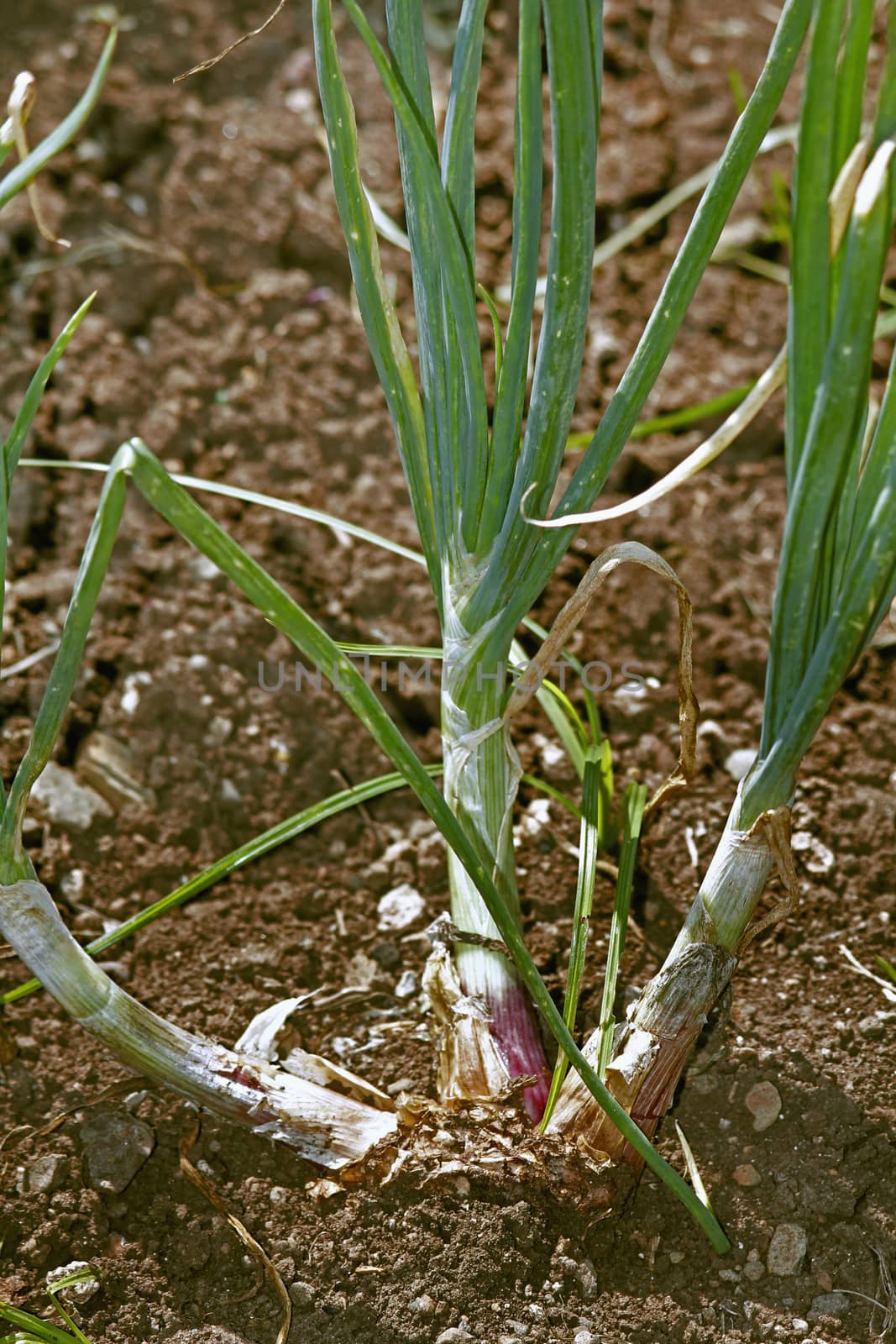 Field of Onion, Allium cepa. The onion also known as the bulb onion or common onion, is used as a vegetable and is the most widely cultivated species of the genus Allium.